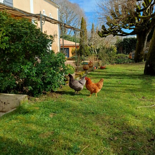 Les poulettes de la LONGERE BORDEAUX