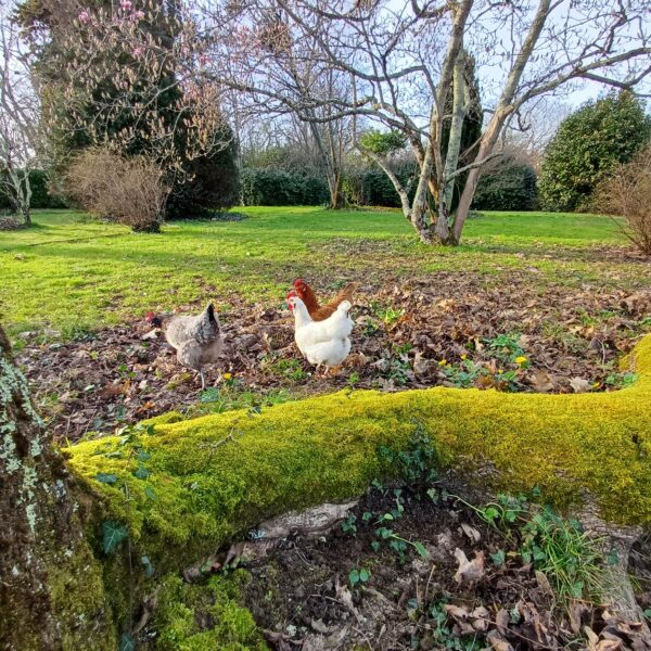 Les poulettes de La Longère Bordeaux